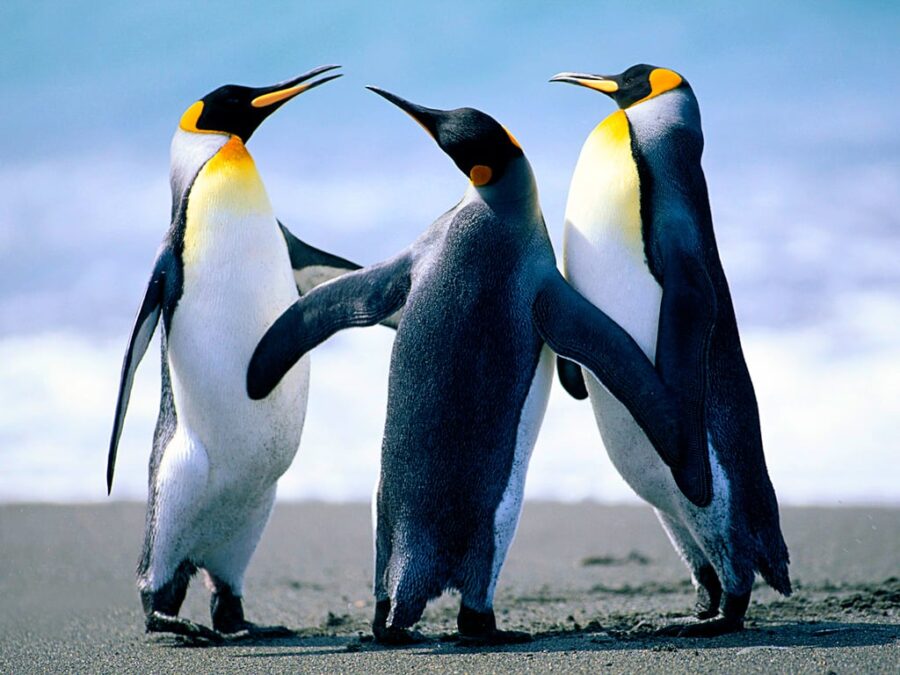 G&G festeggia il World Penguin Day.