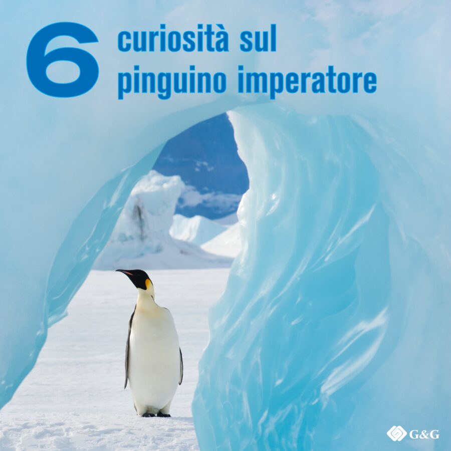 G&G festeggia il World Penguin Day. - 6 curiosità sul pinguino imperatore