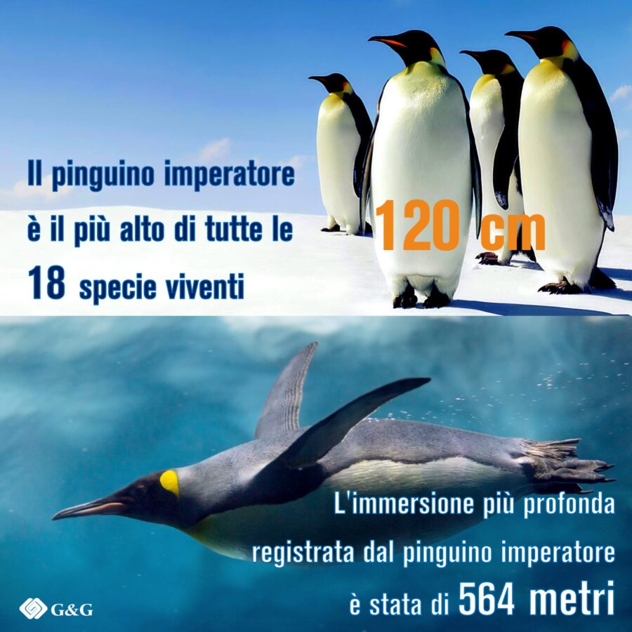 G&G festeggia il World Penguin Day. - 1) Il pinguino imperatore è il più alto di tutte le 18 specie viventi  
2) L'immersione più profonda registrata dal pinguino imperatore è stata di 564 metri