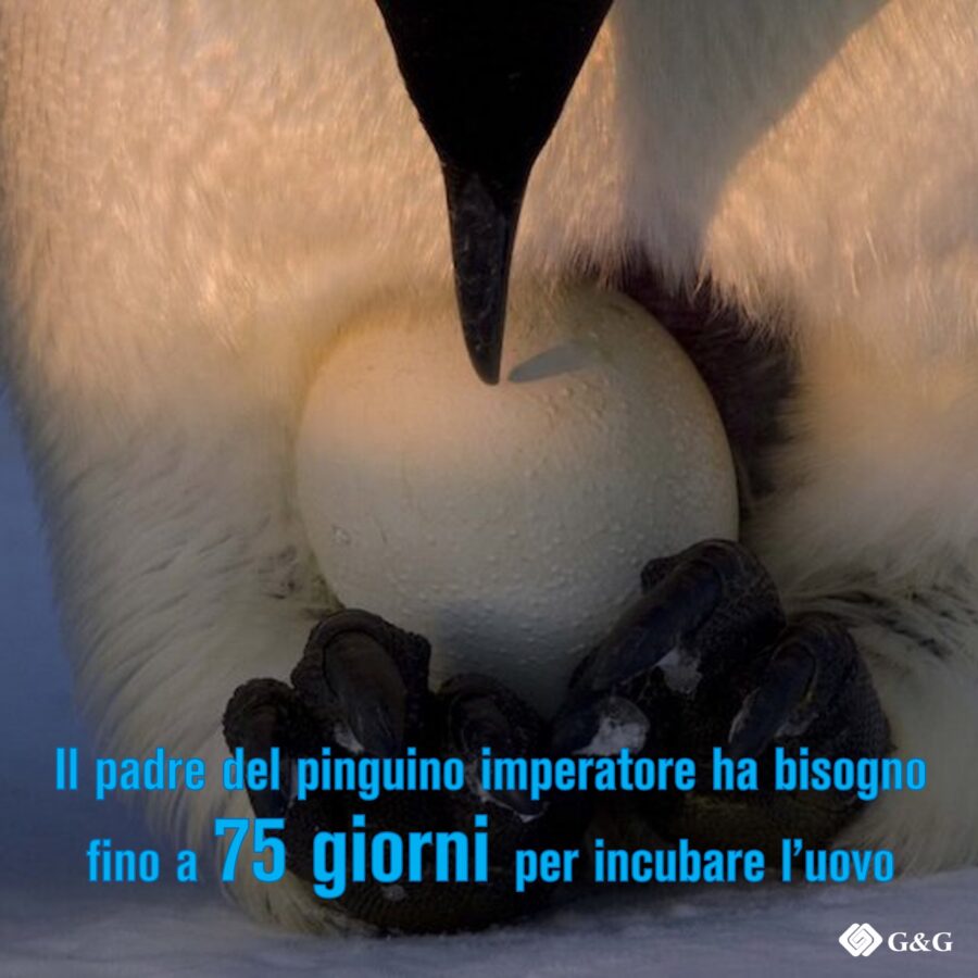 Il padre del pinguino imperatore ha bisogno fino a 75 giorni per incubare l’uovo
