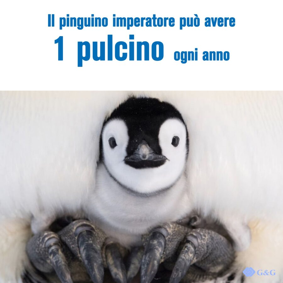 G&G festeggia il World Penguin Day. -Il pinguino imperatore può avere
1 pulcino ogni anno 
