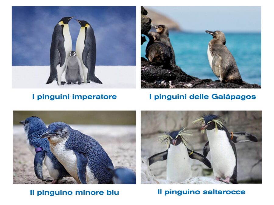G&G festeggia il World Penguin Day.
