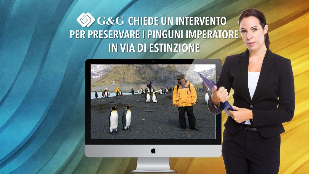 G&G chiede un intervento per preservare i pinguini imperatore